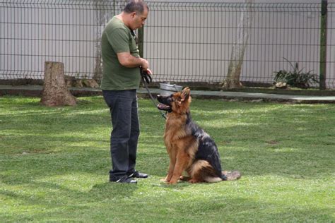 adestrador de cães curitiba